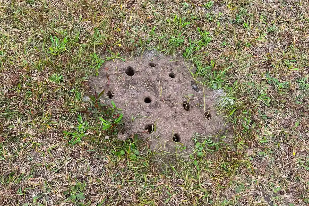 An active ant nest in a Gold Coast backyard lawn